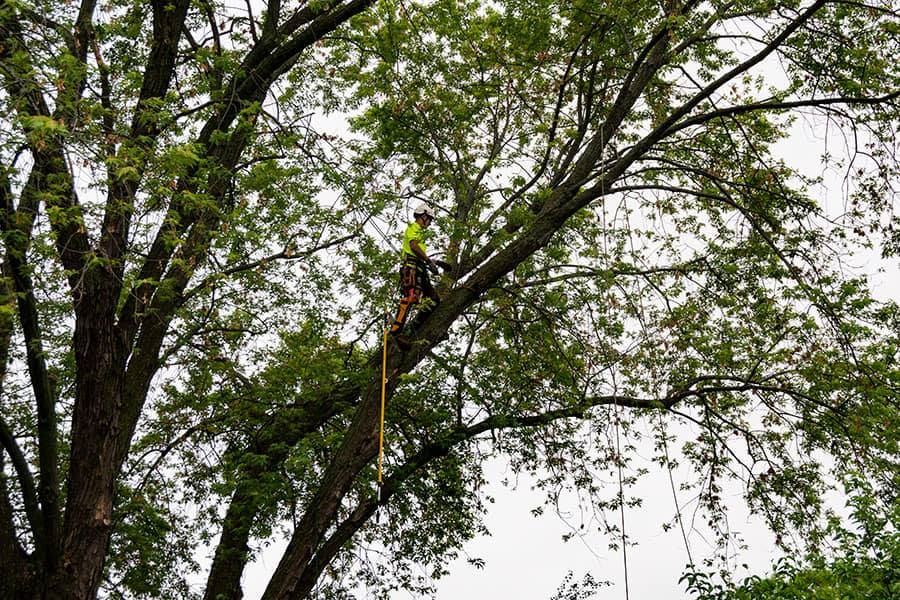 can you schedule tree services in the winter?