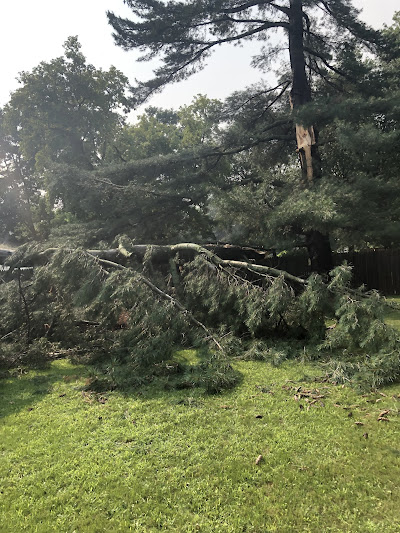 Emergency tree removal of 100 year old pine tree by Urban Tree Service in Green Bay Wisconsin