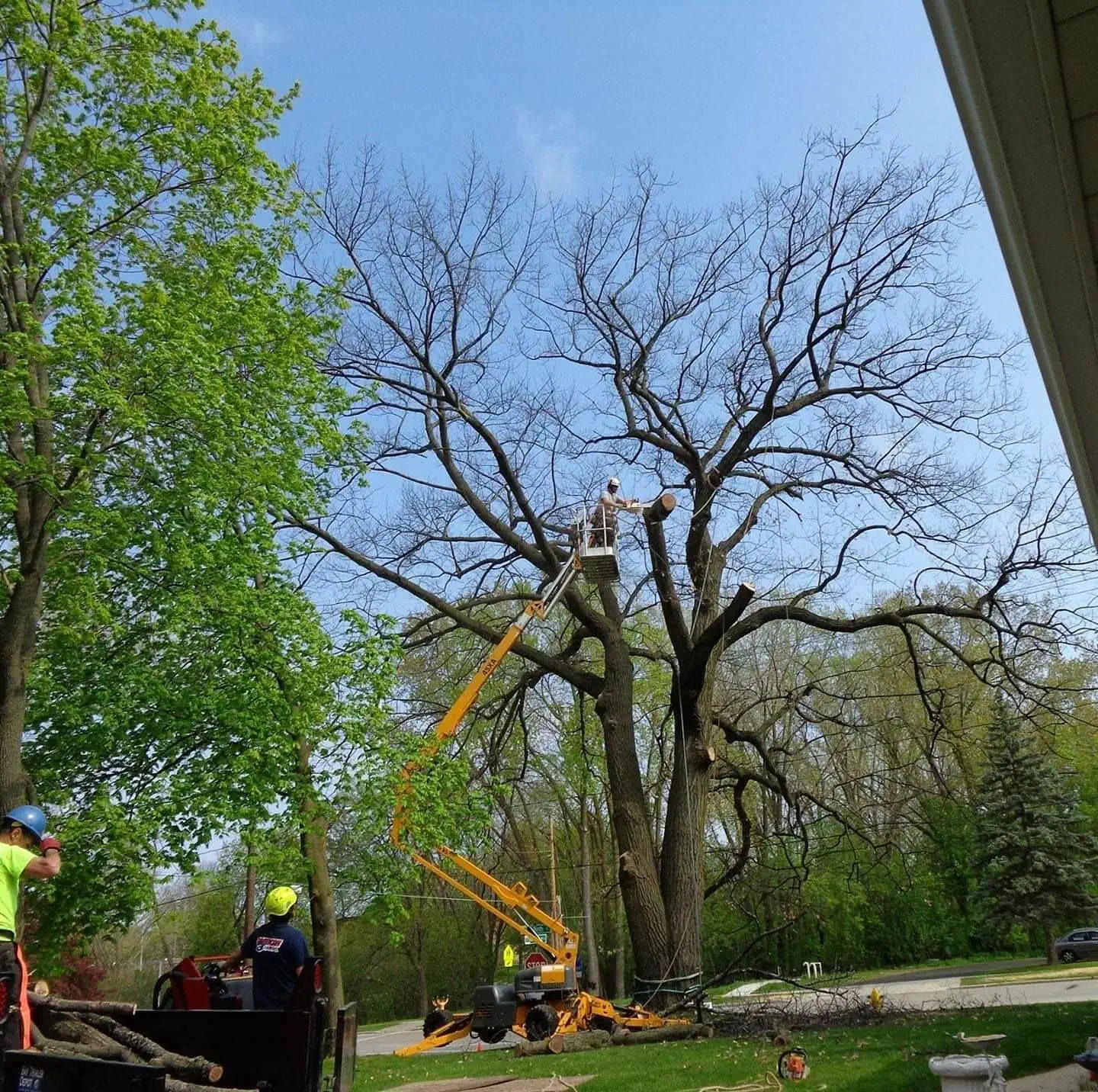 Best Affordable Tree Company in Suamico, Wisconsin