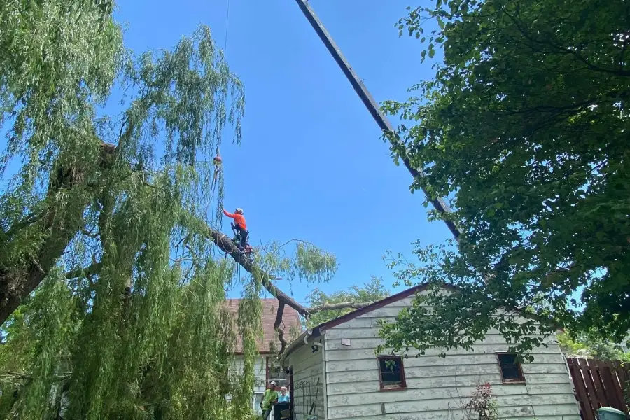 Tree removal near power pole in Green Bay WI with safe controlled cutting