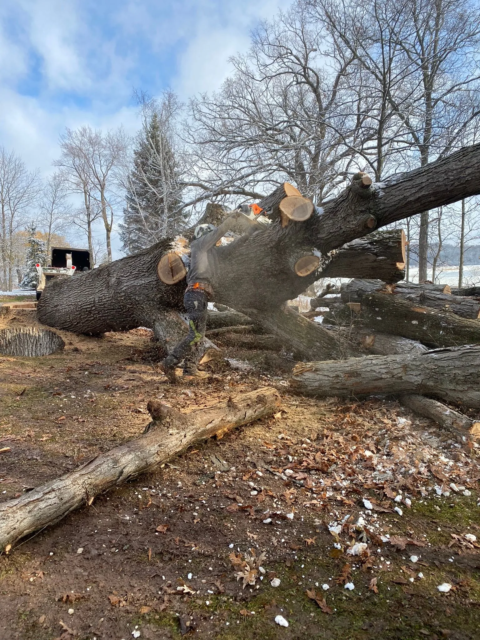 Backyard tree removal and stump grinding service in Green Bay WI