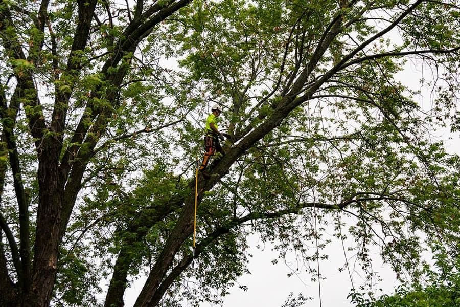 Large cottonwood tree trimming service in Green Bay WI with safe branch removal