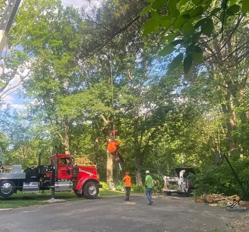 Crabapple tree trimming service in Green Bay WI with clean pruning