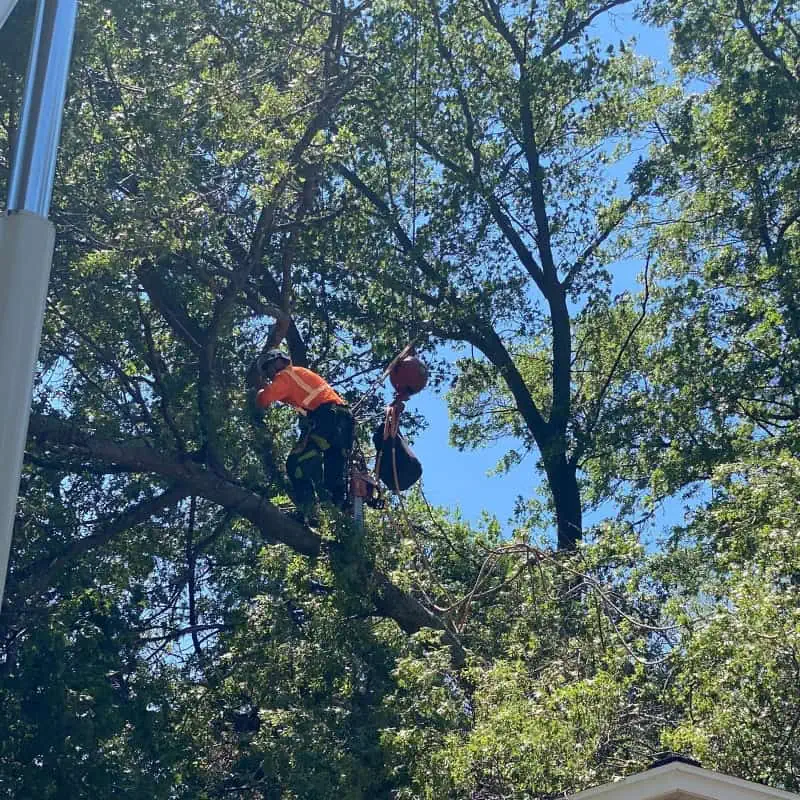 Boxelder tree trimming service in Green Bay WI with clean pruning