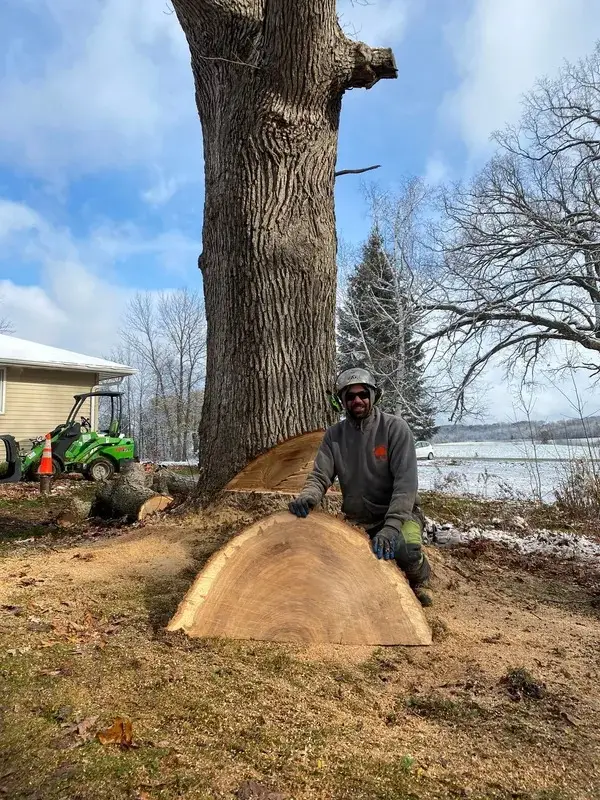 tree removal services