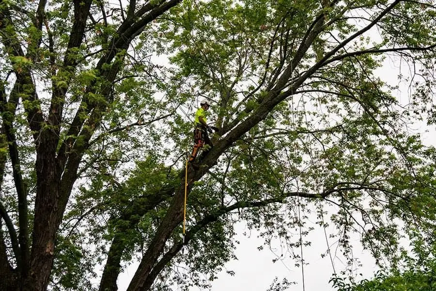 tree trimming and tree pruning