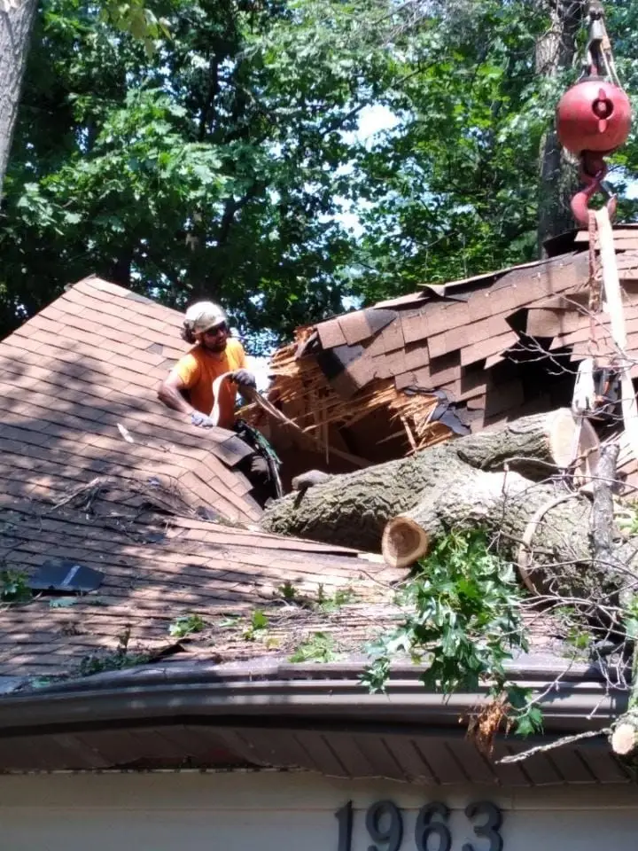emergency tree services