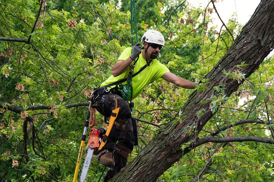 tree removal in De Pere; tree removal; tree services